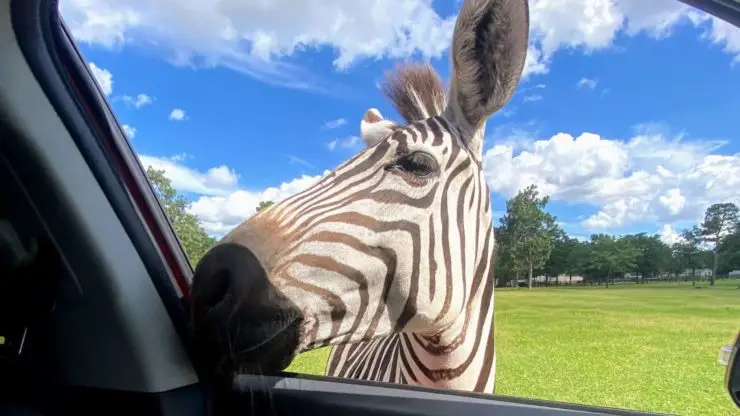 Zebra at Lake Hartwell Wildlife Safari, peaking head in car window.