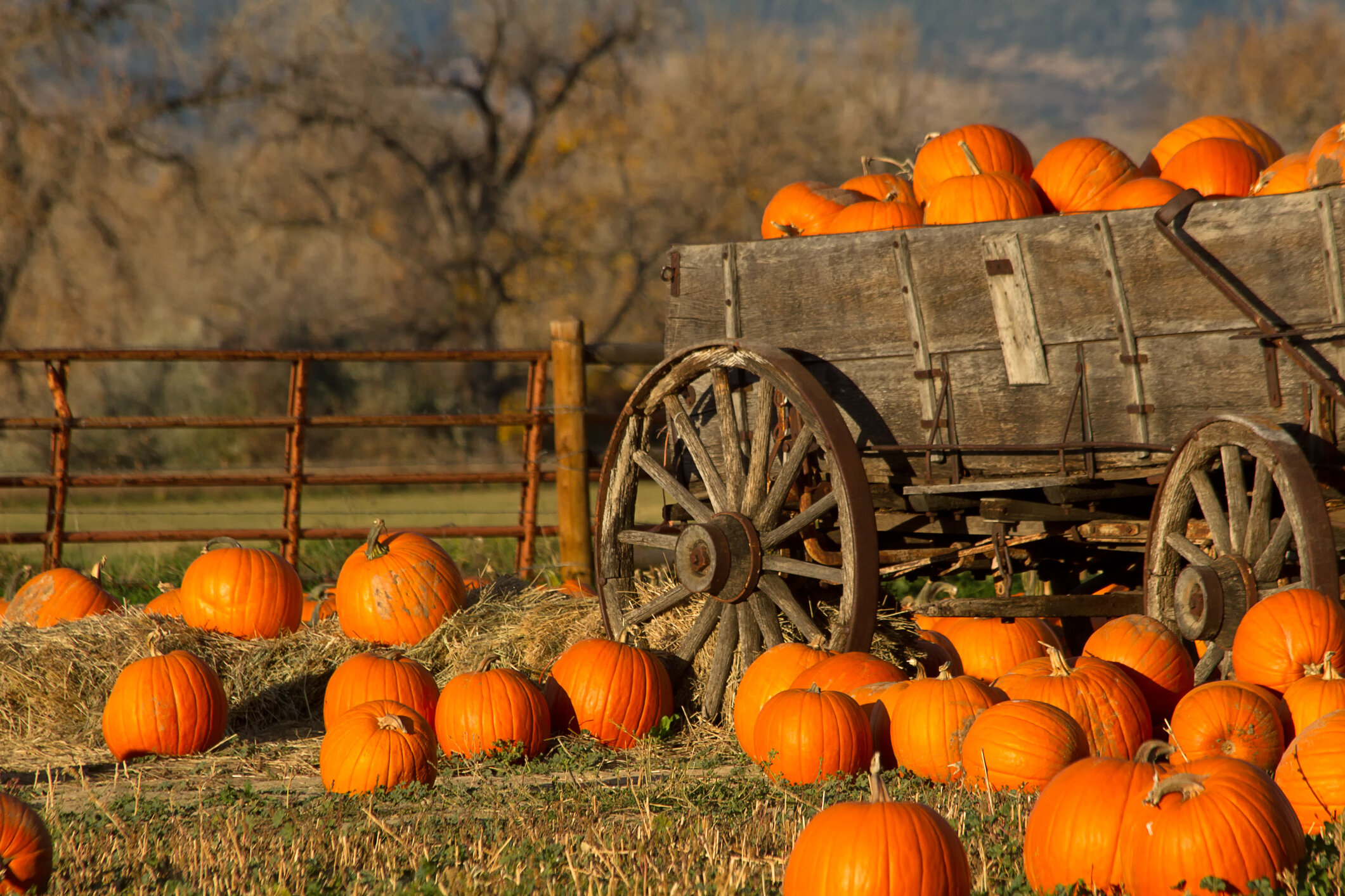 pumpkinwagon